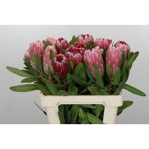 Protea Pink Ice