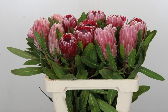 Protea Pink Ice