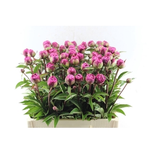 Paeonia L Karl Rosenf