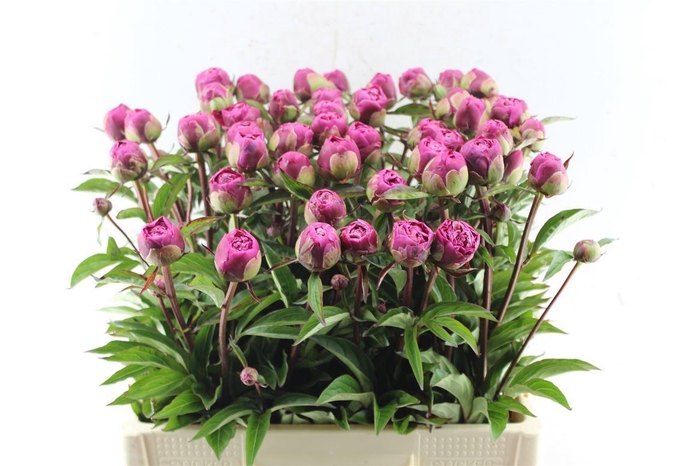 <h4>Paeonia L Karl Rosenf</h4>