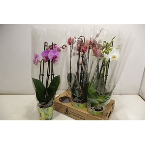 Phal Gem 4 Kl