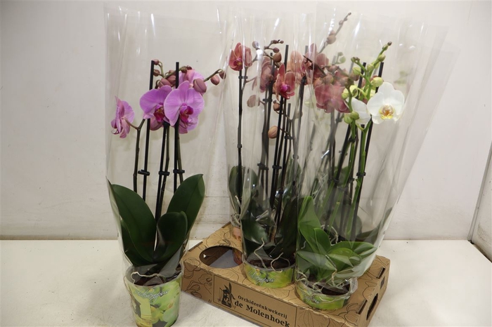 <h4>Phal Gem 4 Kl</h4>