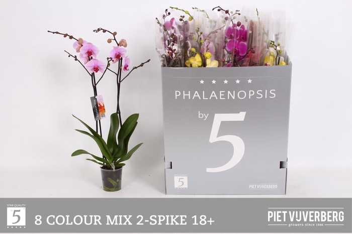 <h4>PHAL GEM 8 KL</h4>