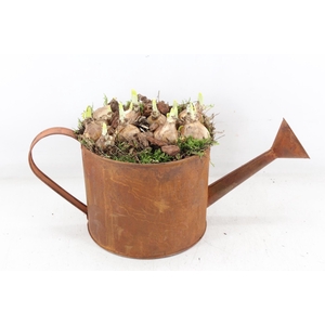 arr4 Narcis PL - Zink gieter roest