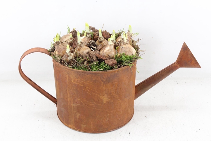 <h4>arr4 Narcis PL - Zink gieter roest</h4>