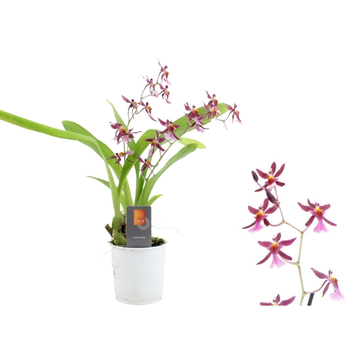 <h4>Inca Oncidium Katarina Zoch 2 spike 9cm</h4>