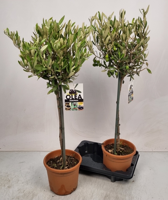 <h4>OLEA EUROPAEA</h4>