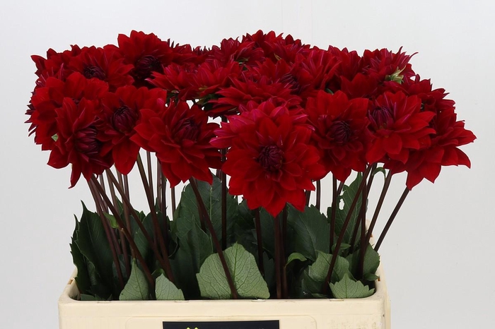 <h4>Dahlia Menorca</h4>