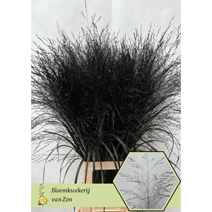 Siergras Klb Black Frank Zon