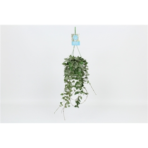 HangonGreen Hoya Krohniana Eskimo 14 cm