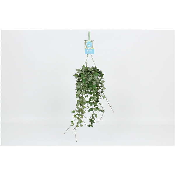 <h4>HangonGreen Hoya Krohniana Eskimo 14 cm</h4>