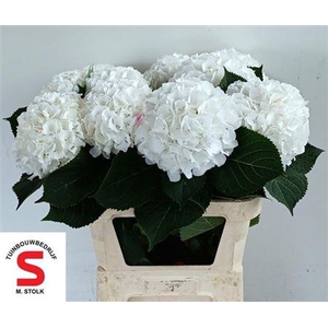 Hydr M Ch Whi Verena 80cm Ex