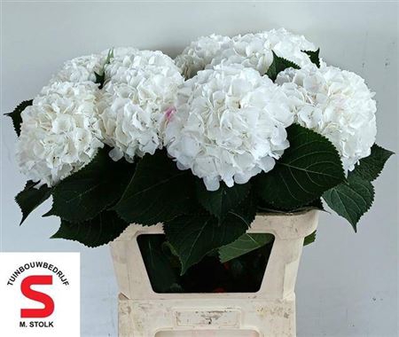 <h4>Hydr M Ch Whi Verena 80cm Ex</h4>