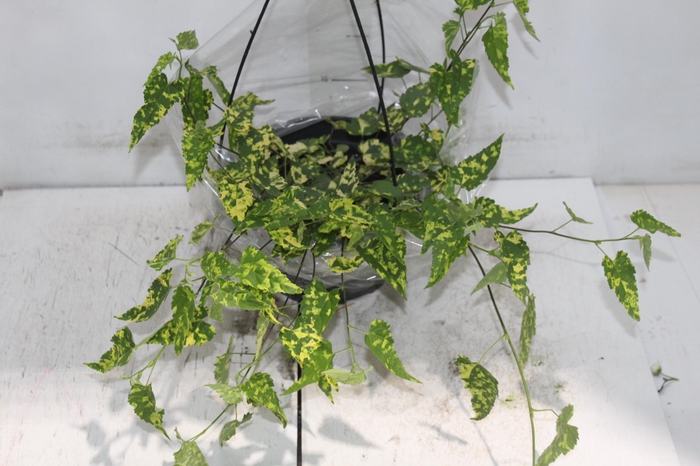 <h4>ABUTILON VARIEGATO C21</h4>