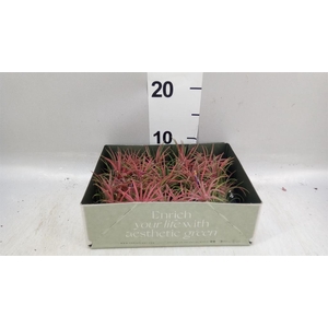 Tillandsia