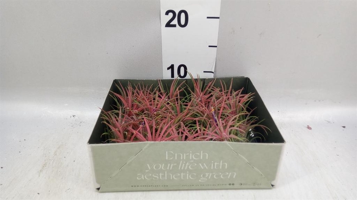 <h4>Tillandsia</h4>