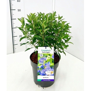 Caryopteris x clandonensis