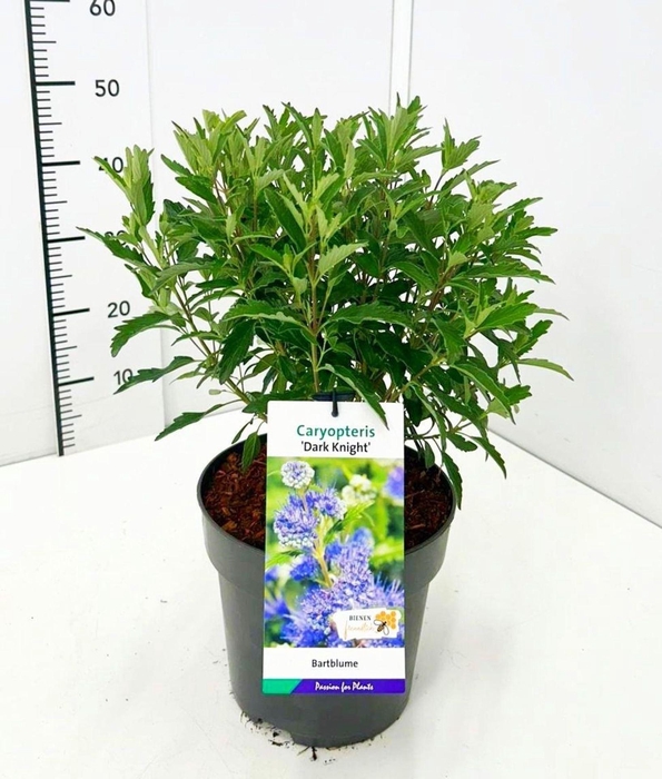 <h4>Caryopteris x clandonensis</h4>