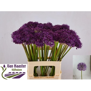 ALLIUM GLADIATOR