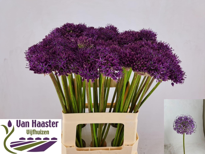 <h4>ALLIUM GLADIATOR</h4>
