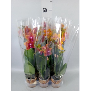 Phalaenopsis multi.   ...orange