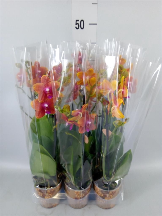 <h4>Phalaenopsis multi.   ...orange</h4>