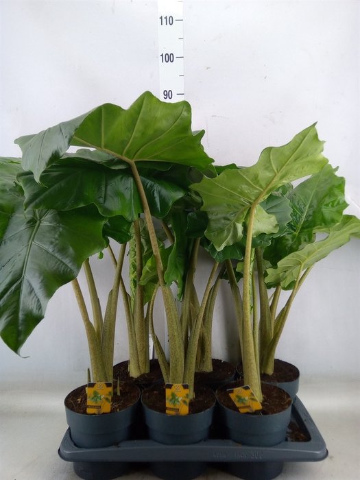 <h4>Alocasia portodora</h4>