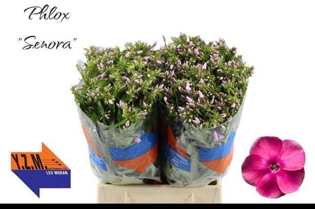 <h4>PHLOX P SENORA</h4>