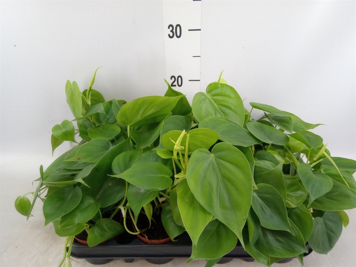 <h4>Philodendron scand.</h4>