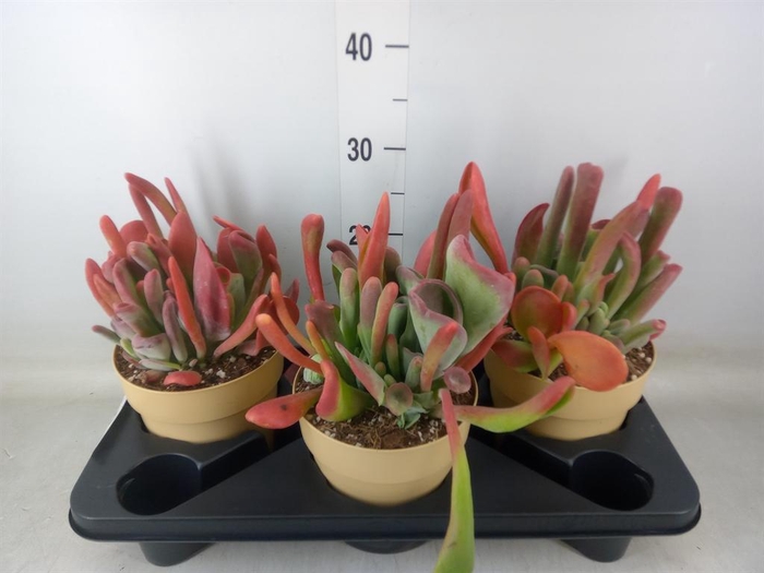 <h4>Kalanchoe NF   ...</h4>