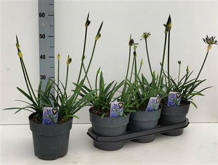 <h4>Agapanthus Crystal Line 4+</h4>