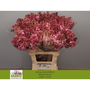 SYR HY MAIDENS BLUSH