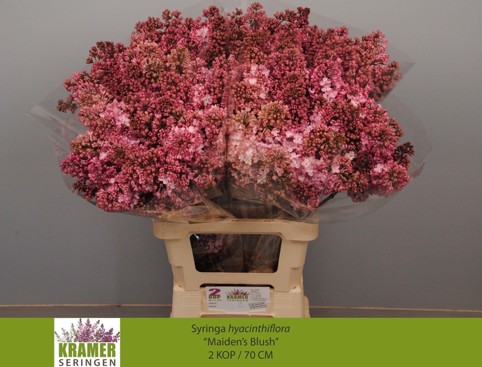 <h4>SYR HY MAIDENS BLUSH</h4>