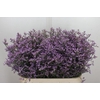 Limonium 'Safora Lilac'