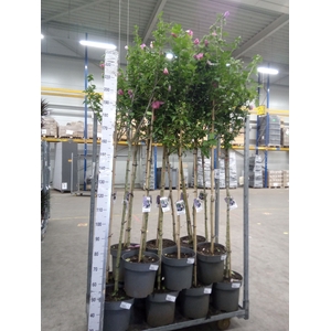 Hibiscus syriacus