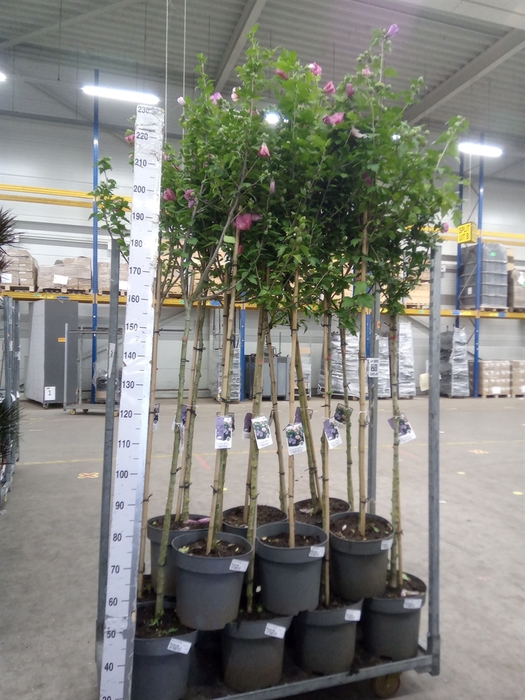 <h4>Hibiscus syriacus</h4>