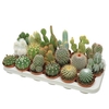 Cactus Gemengd 8cm