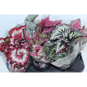 BEGONIA BELEAF P15 PO