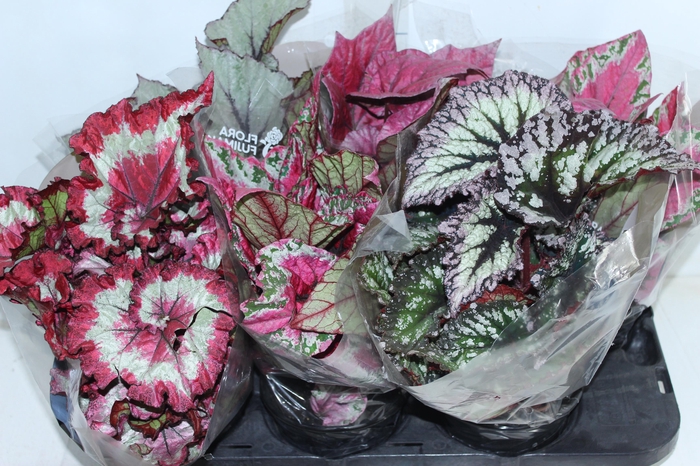 <h4>BEGONIA BELEAF P15 PO</h4>