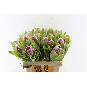 Protea Pink Ice No Leaves