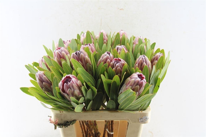 <h4>Protea Pink Ice No Leaves</h4>