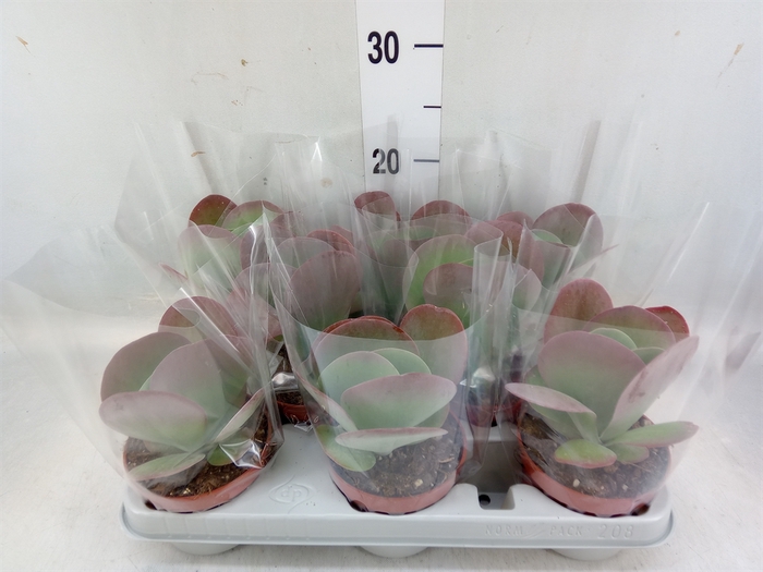 <h4>Kalanchoe NF thyrsiflora 'Red Lips'</h4>