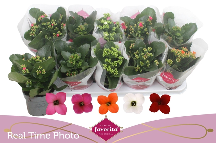 <h4>KAL EN GEM 5 KL</h4>