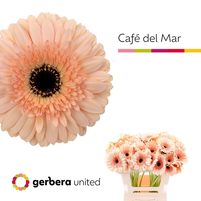 <h4>Gerbera Cafe del Mar Water x40</h4>