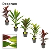 Cordyline Mix 12 cm (Decorum)