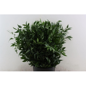 Ruscus Short 400gr P Bunch