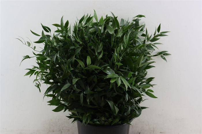 <h4>Ruscus Short 400gr P Bunch</h4>