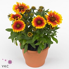 Gaillardia aristata 'Gallo Dk Bico'