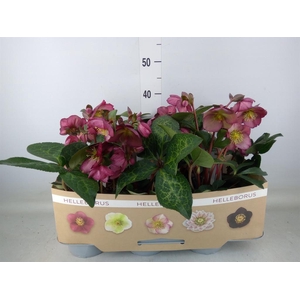 Helleborus  'Fkiss Charmer'