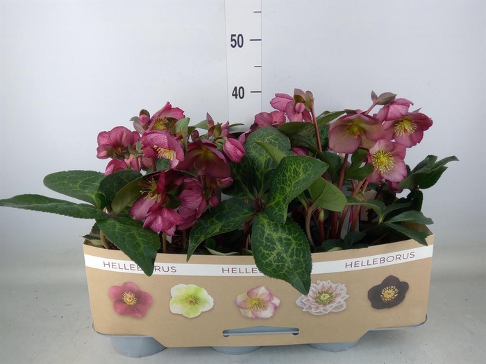 <h4>Helleborus  'Fkiss Charmer'</h4>